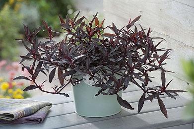 《帝国时代4》为老PC提供最低配模式 视频对比分享